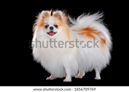 Side view full length picture of long haired pomeranian against black background