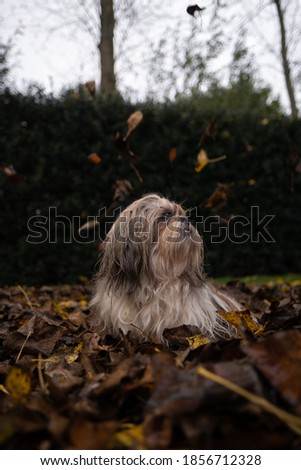 Small Shih Tzu dog sitting down and looking at the sky in park, garden, nature surrounded by orange, brown leaves and high trees during autumn, fall season.