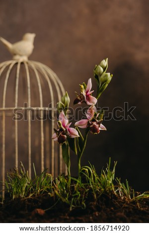 Khari Bulbul flower, symbol of Shusha, Azerbaijan Royalty-Free Stock Photo #1856714920