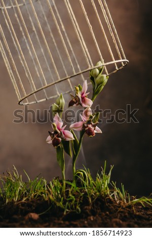 Khari Bulbul flower, symbol of Shusha, Azerbaijan Royalty-Free Stock Photo #1856714923
