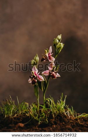 Khari Bulbul flower, symbol of Shusha, Azerbaijan Royalty-Free Stock Photo #1856714932