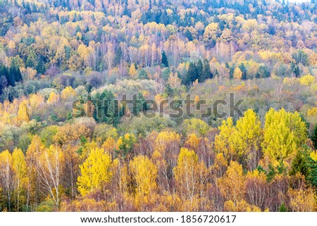 Picturesque panoramic aerial view of the forest hills. Deciduous and pine trees with colorful leaves. Spruce, birch, maple, oak. Gauja river valley, national park in Sigulda, Latvia. Autumn colors.