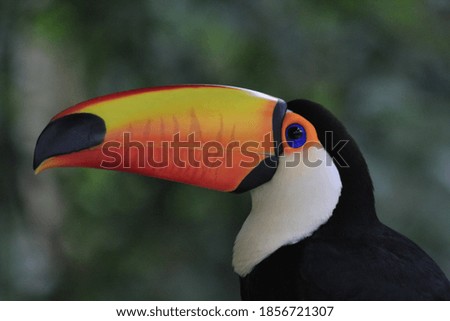 Close up of a colorful toucan.