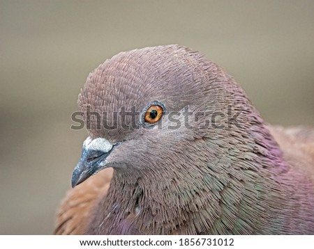 A beautiful colourful pigeon portrait 