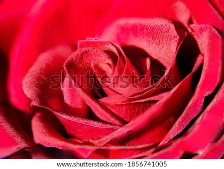 beautiful bud of pink rose petals close up