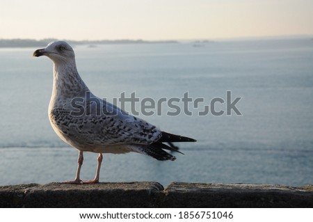 Young seagull in front of the see
