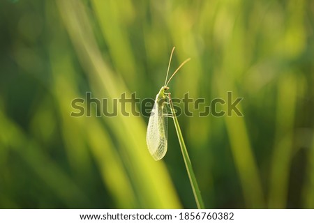 Close-up of a green lacewing                              Royalty-Free Stock Photo #1856760382