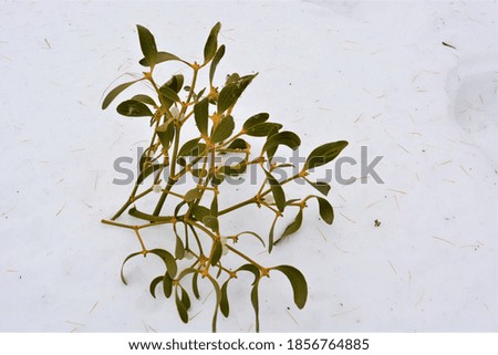A photo of an evergreen branch of mistletoe (Viscum album) with ripe berries on snow . 