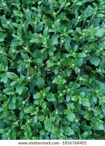 Green leaves background for Wallpaper or Screen savers 
