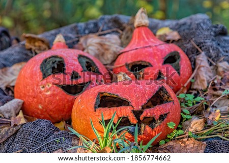 Large orange pumpkins with carved faces. Pumpkins with halloween decorations 