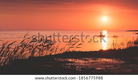 Bright sunset over Gulf of Finland, summer evening landscape photo with reed silhouettes under orange sky