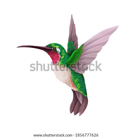 Hummingbirds isolated. Trendy vector print. Royalty-Free Stock Photo #1856777626