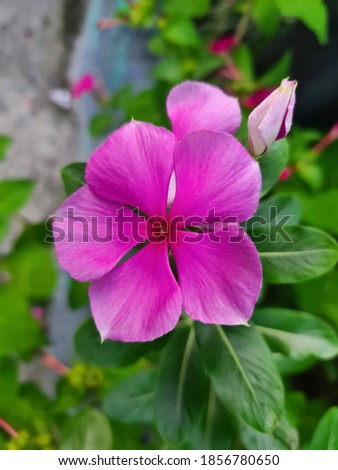Flowers that look cute with their pink color