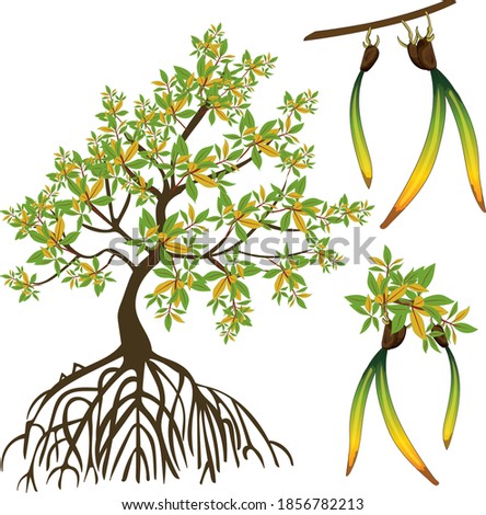 mangrove tree leaf plant swamp seed