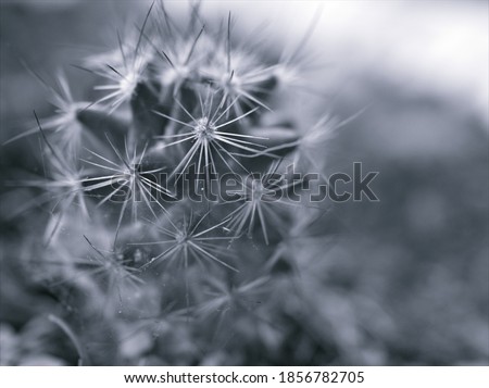 Closeup blur macro Mammillaria elongata ,Kopper king cactus plant in black and white image and blurred background ,old vintage style photo for card design