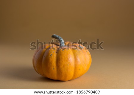 Fresh orange pumpkin isolated on a colorful background. Visible shadow. 