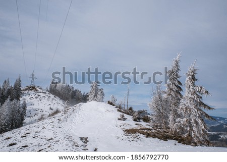Snow-covered trees in the winter forest and in the mountains.