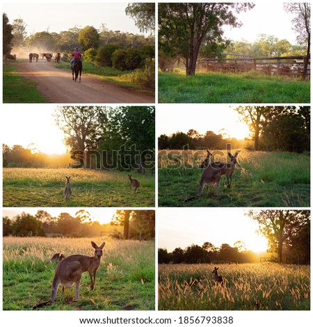 Collage of images of cattle droving and Australian kangaroos at sunset