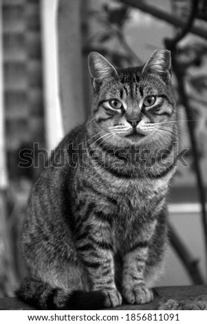 Portrait of beautiful cat black and white