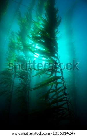 Beautiful underwater kelp forest in clear water shows the sun’s rays penetrating the giant plants. Royalty-Free Stock Photo #1856814247