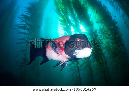 A large male sheephead swims through a beautiful underwater kelp forest in southern California’s Channel Islands Royalty-Free Stock Photo #1856814259