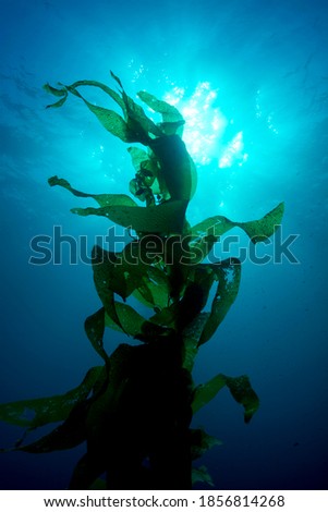 Silouette of giant kelp framed against the sun and sunrays in clear water Royalty-Free Stock Photo #1856814268