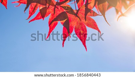 Autumn leaves with the blue sky background at morning