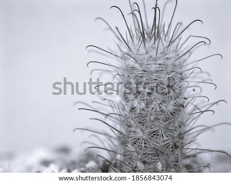  cactus in black and white image ,Mammillaria bombycina desert plants and blurred background ,old vintage style photo for card design
