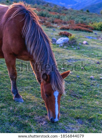 horse in the mountain at sunset eating