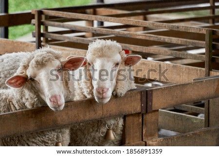 Portrait of couple of sheep at the barn in Cameron Highland, Malaysia