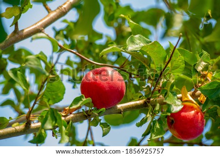 Summer Landscape, Wild Apples, End of August, the round fruit of a tree of the rose family, which typically has thin red or green skin and crisp flesh. 