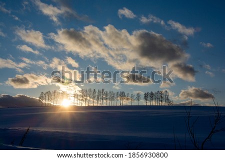 Birch trees on a snowy hill and dusk sky 
