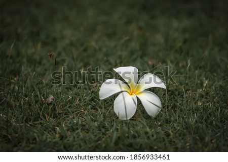 Frangipani or plumeria on the grass background