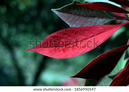 Beautiful Red leaves in garden, Background wallpaper