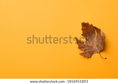 Dry autumn leaf on yellow background, top view. Space for text
