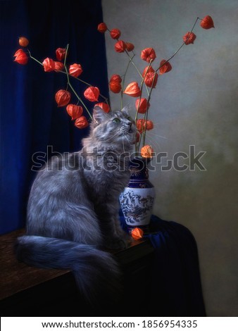  Still life with dried flowers and curious gray kitty