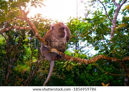 Monkey is sitting on a tree in jungles. Primate example