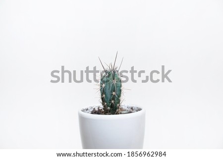 Cactus on a white background, minimalism photo. Home plant in ceramic pot, copy space