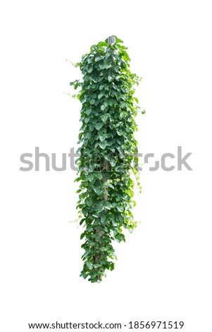green ivy plant  isolated include clipping path on white background