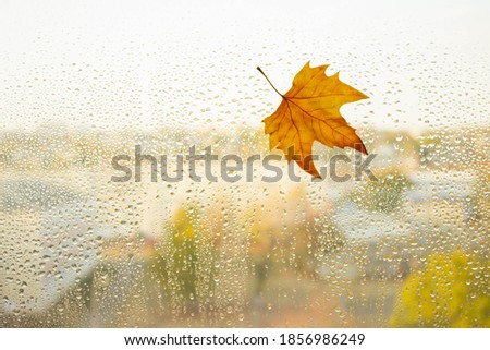 yellow fallen leaf on the background of window glass after rain, autumn minimalism