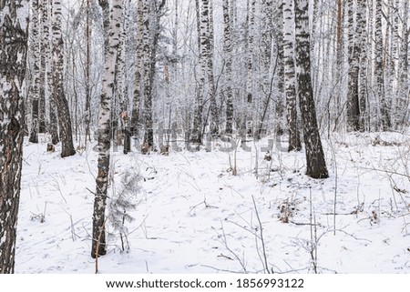 Snow-covered birch grove on a frosty winter day.