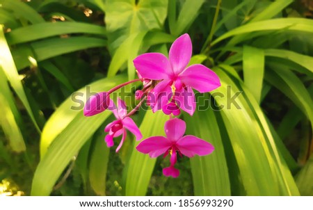 Orchid flower with Green background in Sri Lanka 