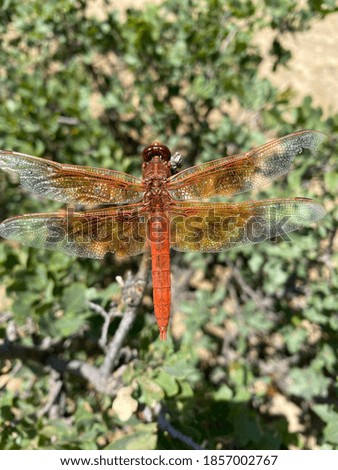 A resting dragon fly on a bush 