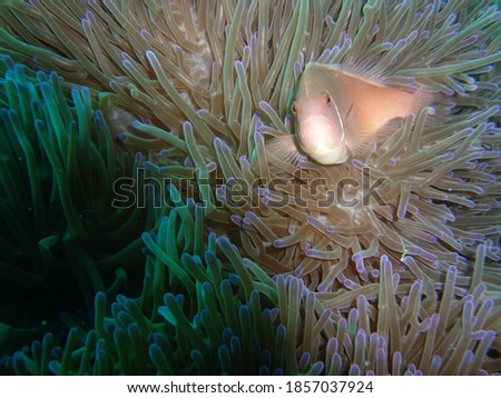 Clownfish posing on top of their anemone on a shallow reef in Thailand