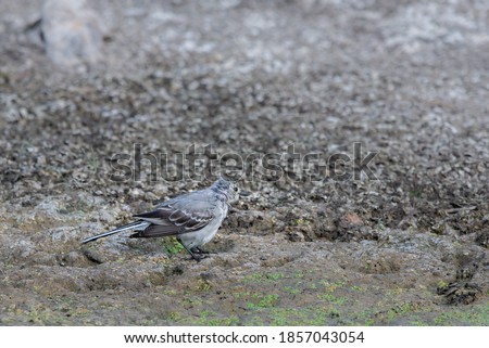 White Wagtail or Motacilla alba. Wagtails is a genus of songbirds. Wagtail is one of the most useful birds. It kills mosquitoes and flies, which deftly chases in the air