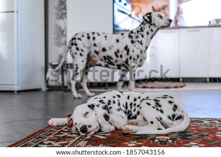 Dalmatians in the house, in the kitchen. A puppy sleeps in the foreground, an adult dog in the background. Focus on a puppy sleeping on the carpet. Selective focus. Blurred background. Royalty-Free Stock Photo #1857043156