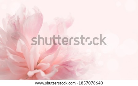 Beautiful pastel peony floral background. Soft pastel wedding, romantic flowers. Banner for website, soft focus