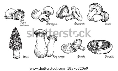 Various mushrooms set. Hand drawn sketch style. Oyster, champignon, chanterelle, porcini, morel, trumpet, shiitake, portobello. Vector illustrations. Royalty-Free Stock Photo #1857082069