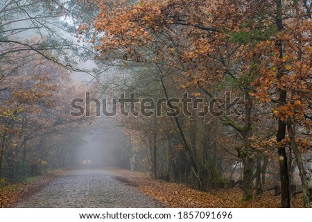 Old stone paved road leading to Palmiry Museum, Kampinos National Park, Poland. Thick fog is covering the area and brings mystical mood to the picture. It also makes the silhouettes blurred.