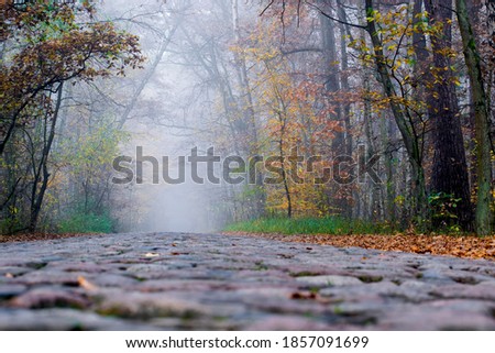 Old stone paved road leading to Palmiry Museum, Kampinos National Park, Poland. Thick fog is covering the area and brings mystical mood to the picture. It also makes the silhouettes blurred.